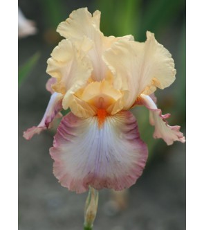 Iris germanica Peach Picotee