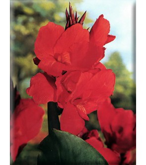 Canna Indica President