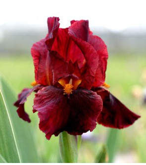 Iris germanica Red Zinger