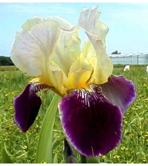 Iris germanica Salonique