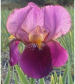 Iris germanica Senlac