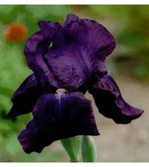 Iris germanica rifiorente Sign of Lion