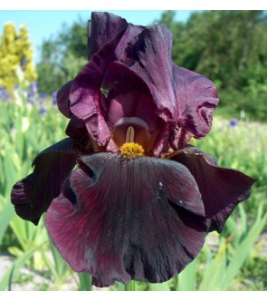 Iris germanica Sunday Pinch