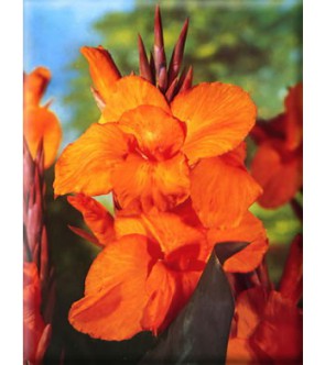 Canna Indica Wyoming