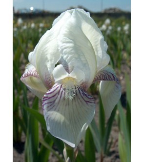 Iris germanica profumato...