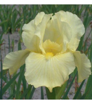 Iris germanica Moonlight