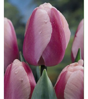 Tulipano stelo lungo Ollioules