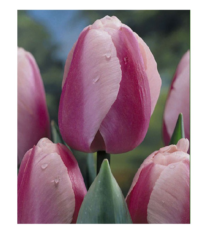 Fiori Da Giardino A Stelo Lungo