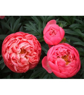 Peonia Coral Charme