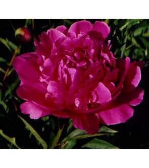 Peonia Dr. Alexander Fleming