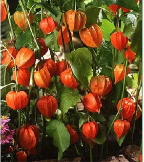 Physalis alkekengi var....