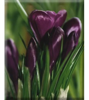 Crocus Negro Boy
