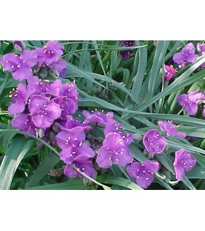 Tradescantia andersoniana...