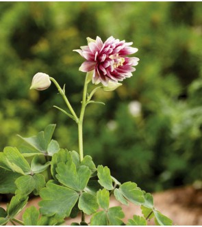 Aquilegia Nora Barlow