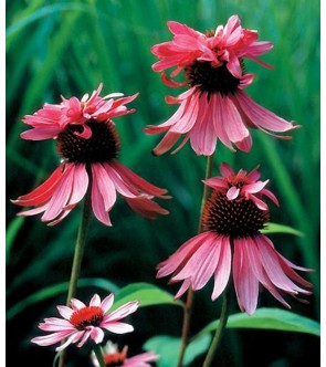 Echinacea purpurea Double...