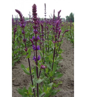 Salvia nemorosa Caradonna