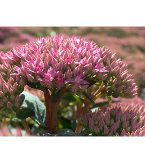 Sedum Matrona