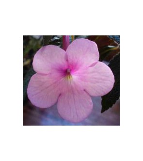 Achimenes Peach Blossom