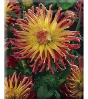 Dalia cactus Alfred Grille