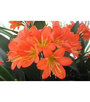 Clivia miniata specie IN...