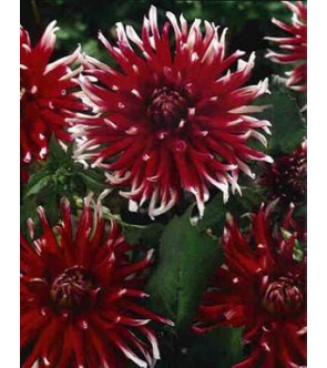 Dalia cactus Friquolet