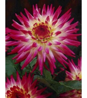 Dalia cactus Hayley Jane