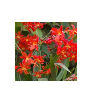 Crocosmia a fiore piccolo...