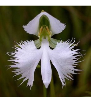 Habenaria radiata Aoba