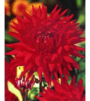 Dalia cactus Hit Parade