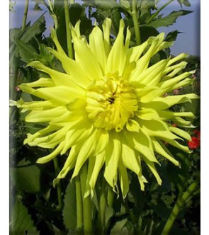Dalia cactus Kennemerland
