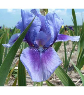 Iris germanica Bedtime Story