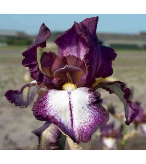 Iris germanica rifiorente...