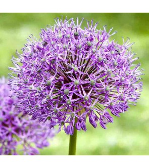 Allium aflatunense