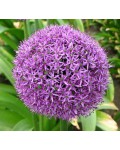 Allium Gladiator