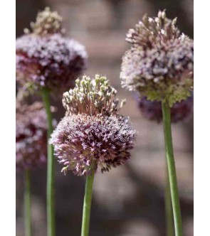 Allium amethystinus Forelock