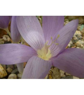 Crocus karduchorum