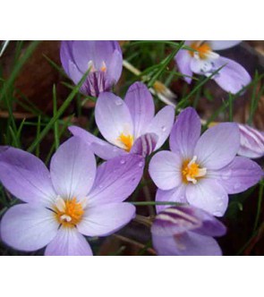 Crocus laevigatus Fontenayi