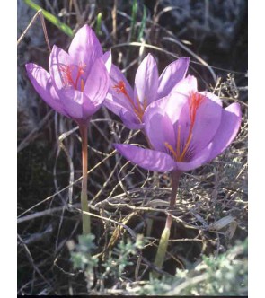 Crocus ligusticus