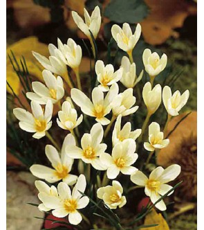 Crocus ochroleucus