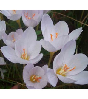 Crocus pulchellus Zephyr