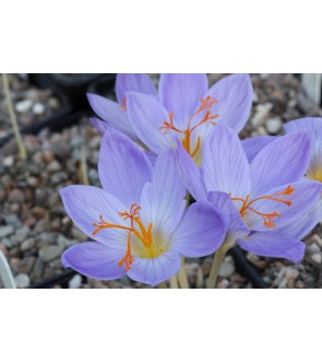Crocus speciosus Aitchinsonii
