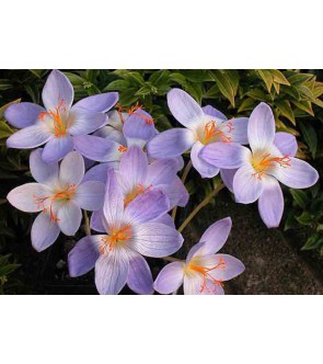 Crocus speciosus Artabir
