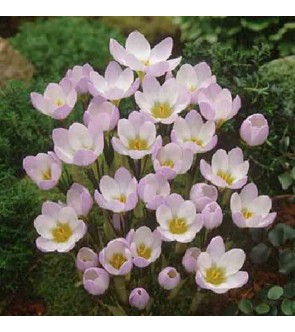 Crocus chrysanthus Blue Pearl