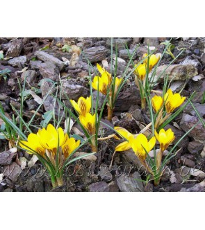 crocus chrysanthus...