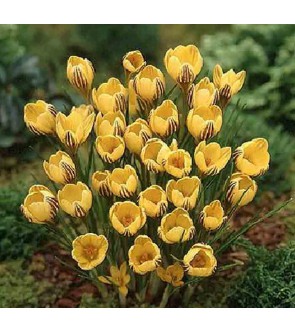 Crocus chrysanthus Gipsy Girl