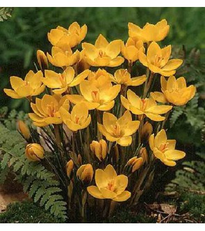 Crocus chrysanthus Goldilocks