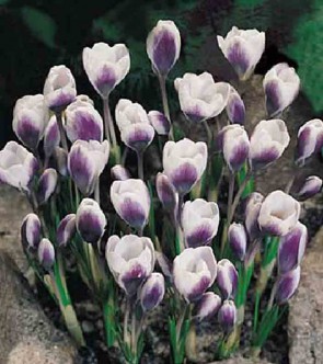 Crocus chrysanthus Prins Claus