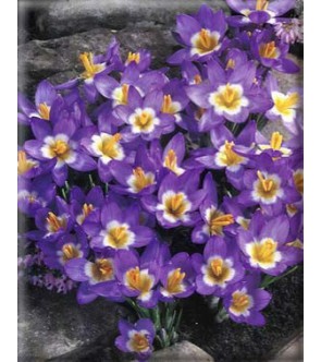 Crocus sieberi ssp sublimis...