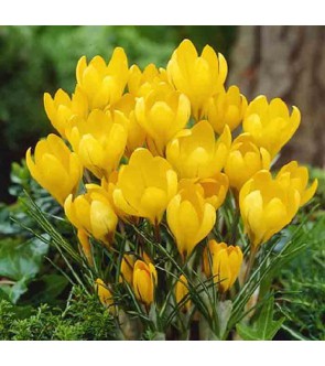 Crocus flavus ssp flavus...