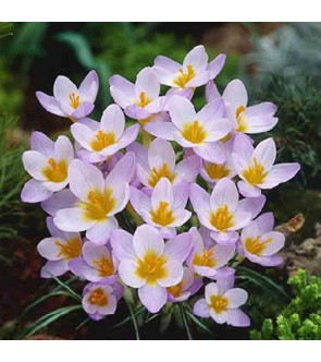 Crocus sieberi Firefly